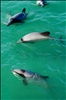 Hector's Dolphins